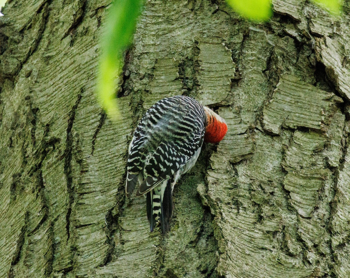 Red-bellied Woodpecker - ML618853873