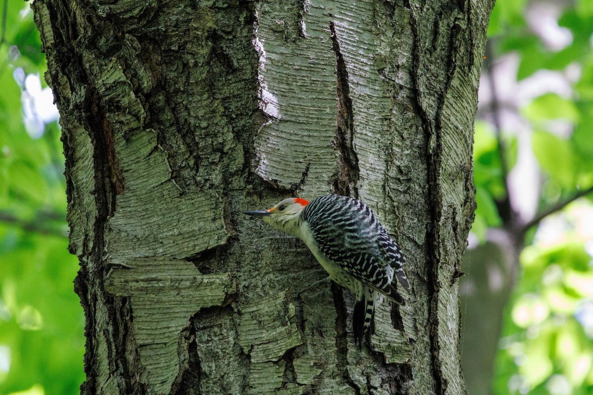 Red-bellied Woodpecker - ML618853875