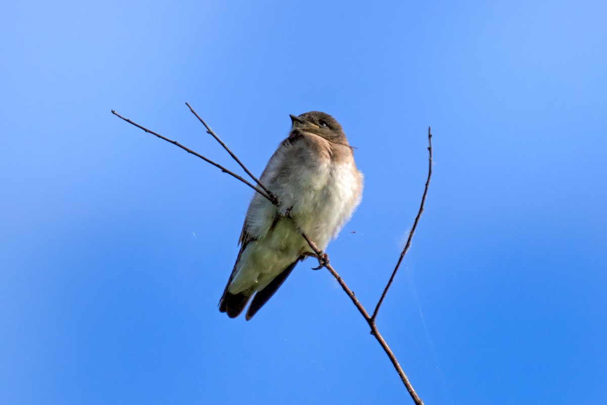 Northern Rough-winged Swallow - ML618853915
