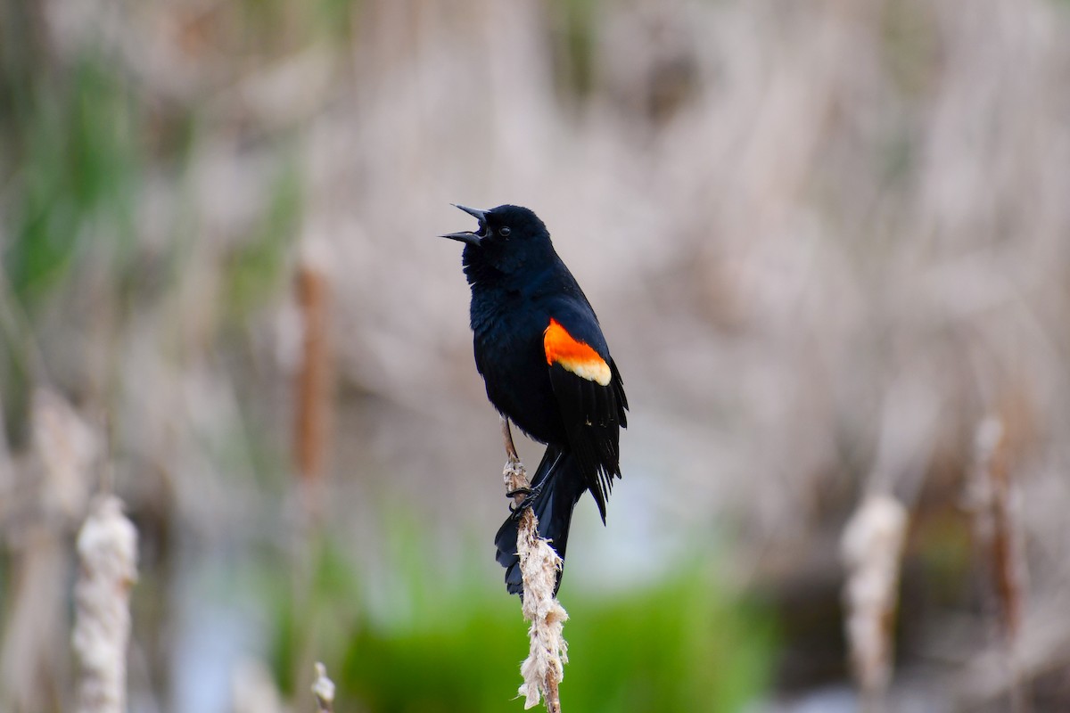 Red-winged Blackbird - Maya Numainville