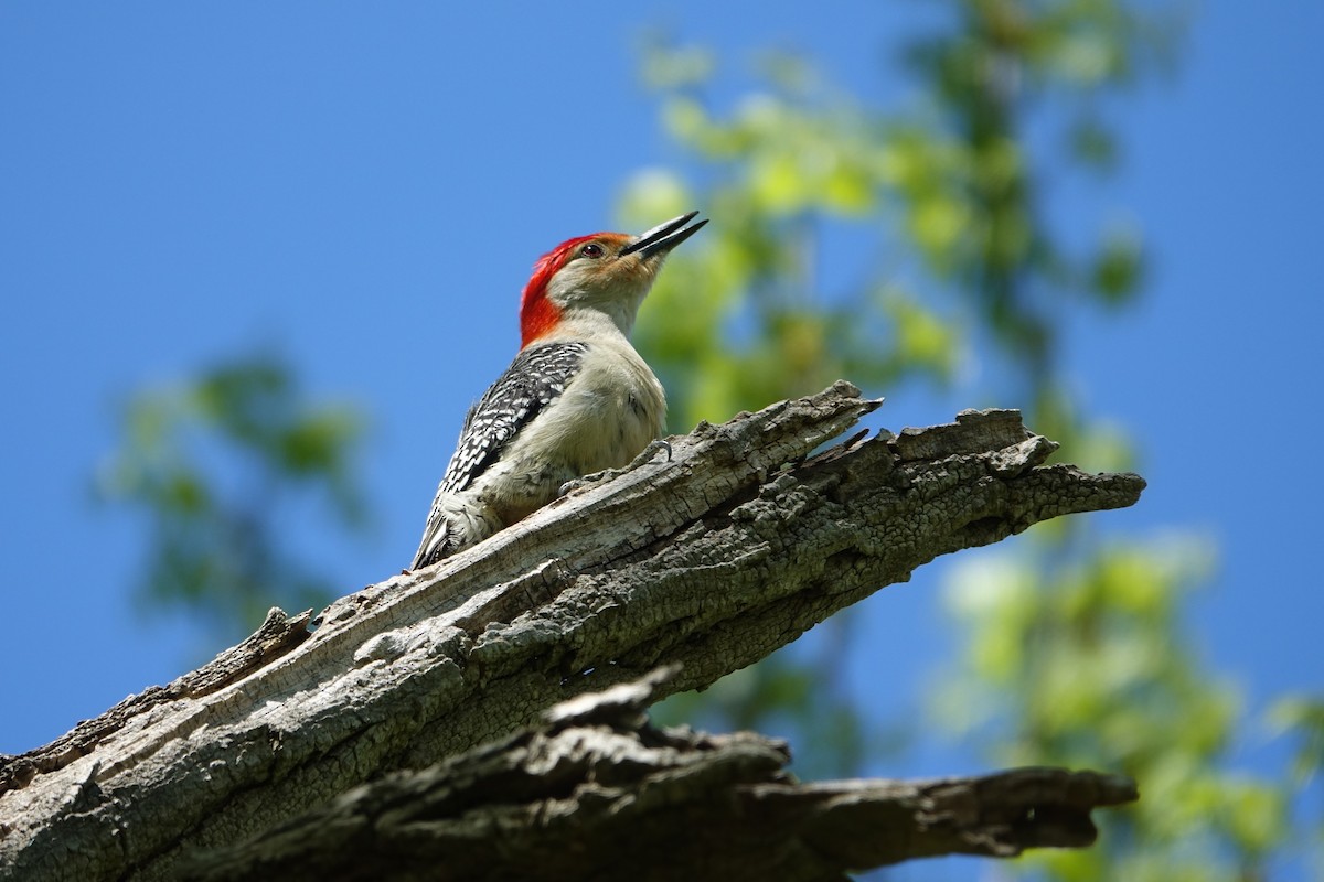 Red-bellied Woodpecker - Catherine Lang