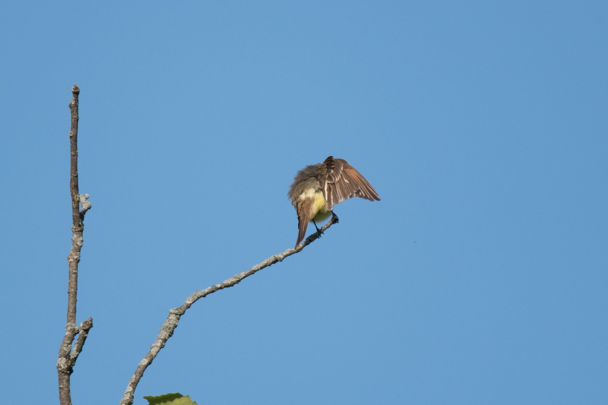 Great Crested Flycatcher - C  Thorn