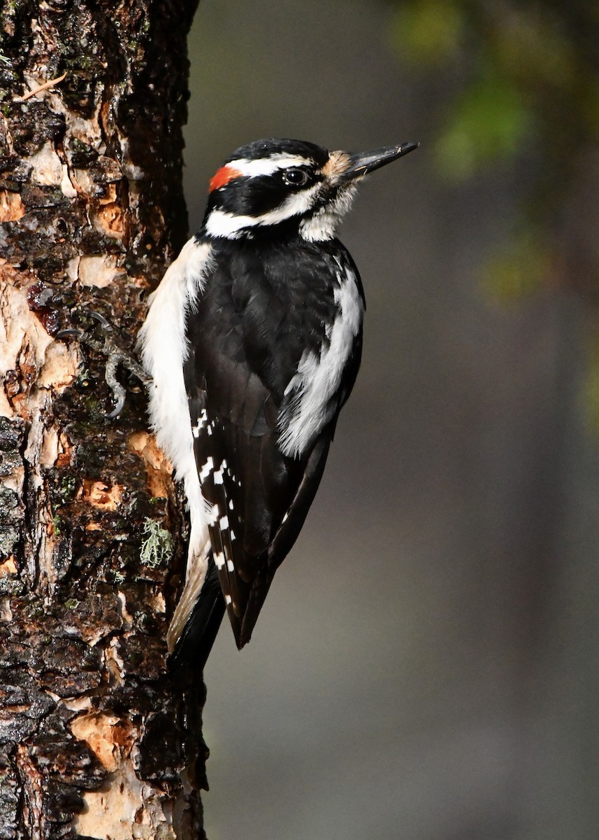 Hairy Woodpecker (Rocky Mts.) - ML618853987