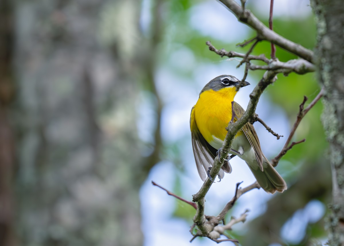 Yellow-breasted Chat - ML618853996