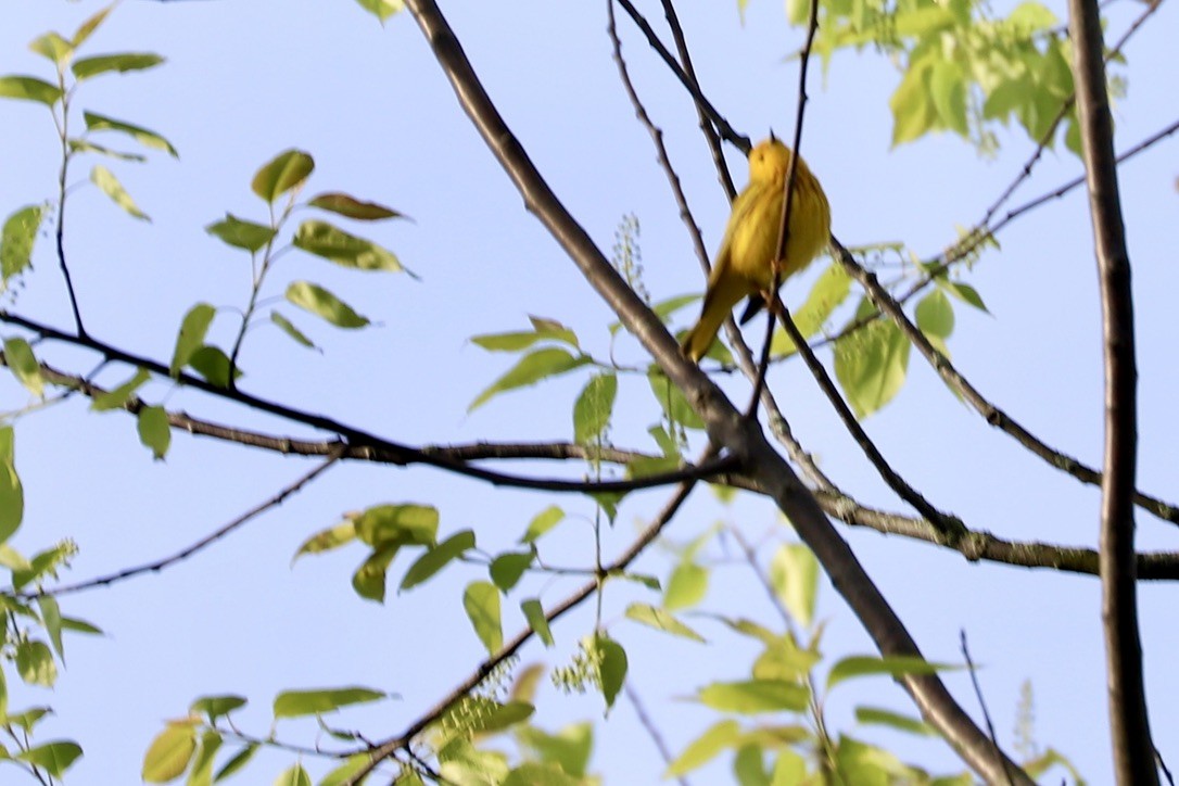 Yellow Warbler - ML618854001