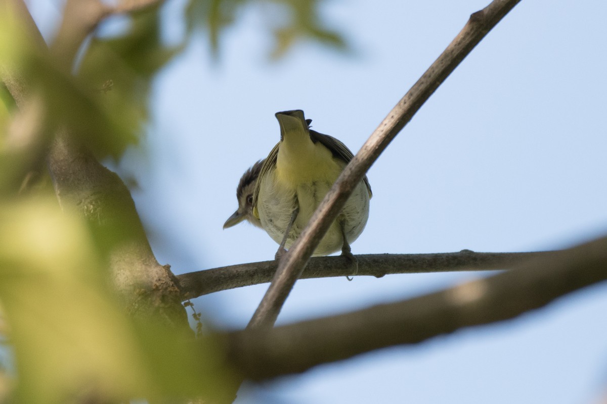 Red-eyed Vireo - C  Thorn