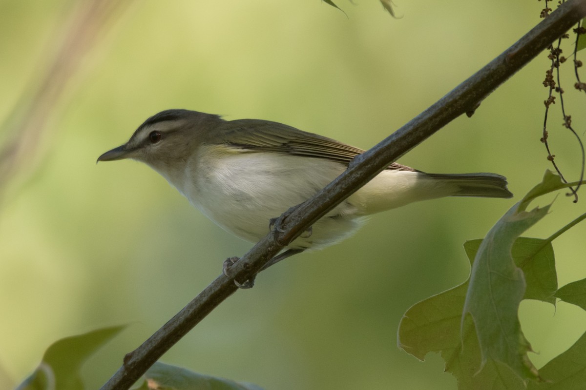 Red-eyed Vireo - C  Thorn