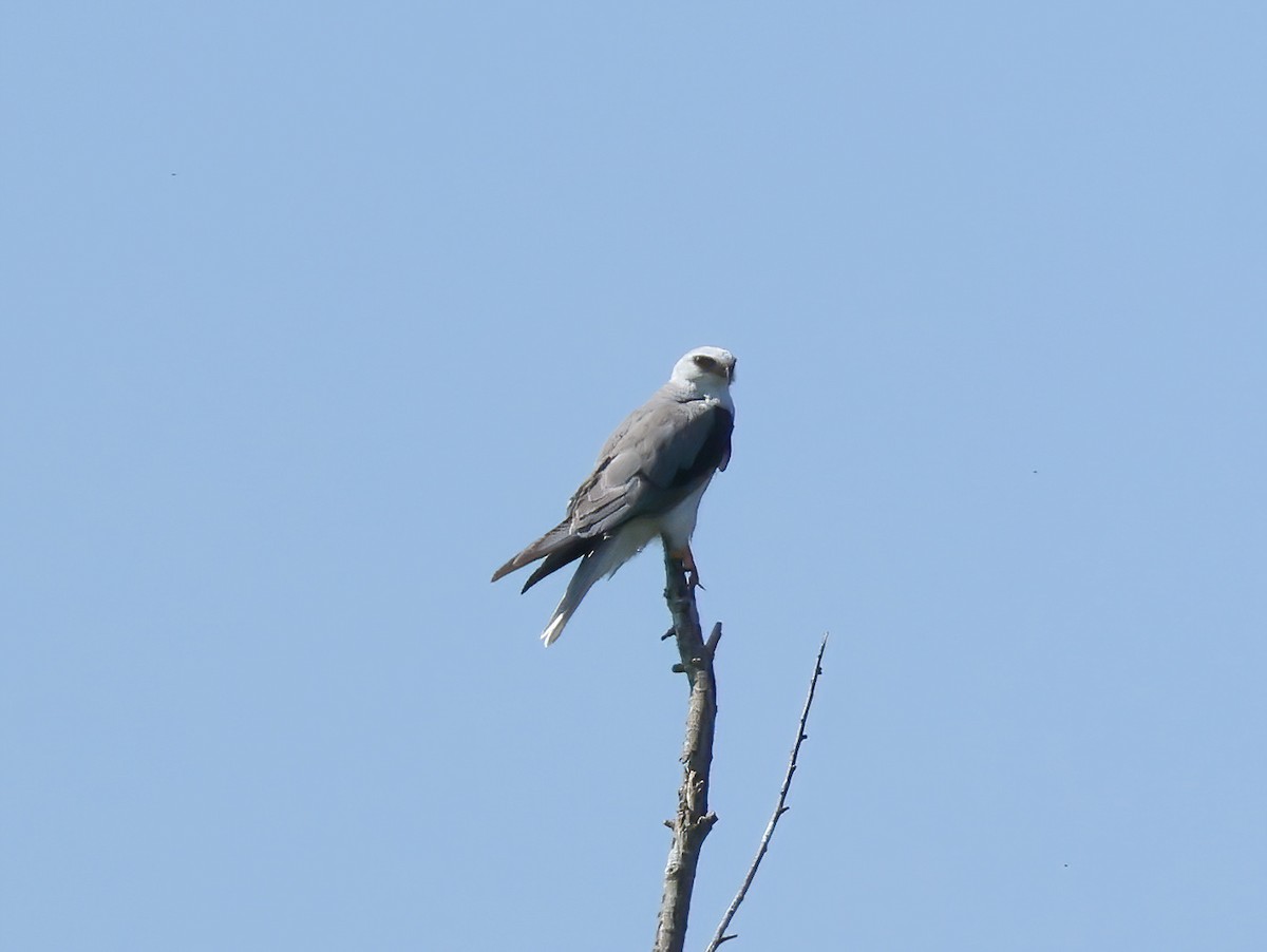 White-tailed Kite - ML618854016