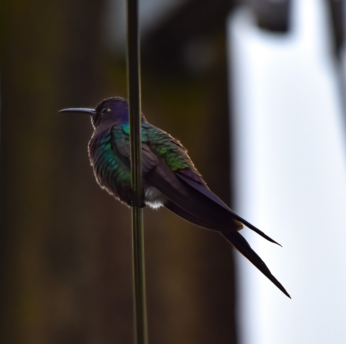 Swallow-tailed Hummingbird - Luiz Wittmann