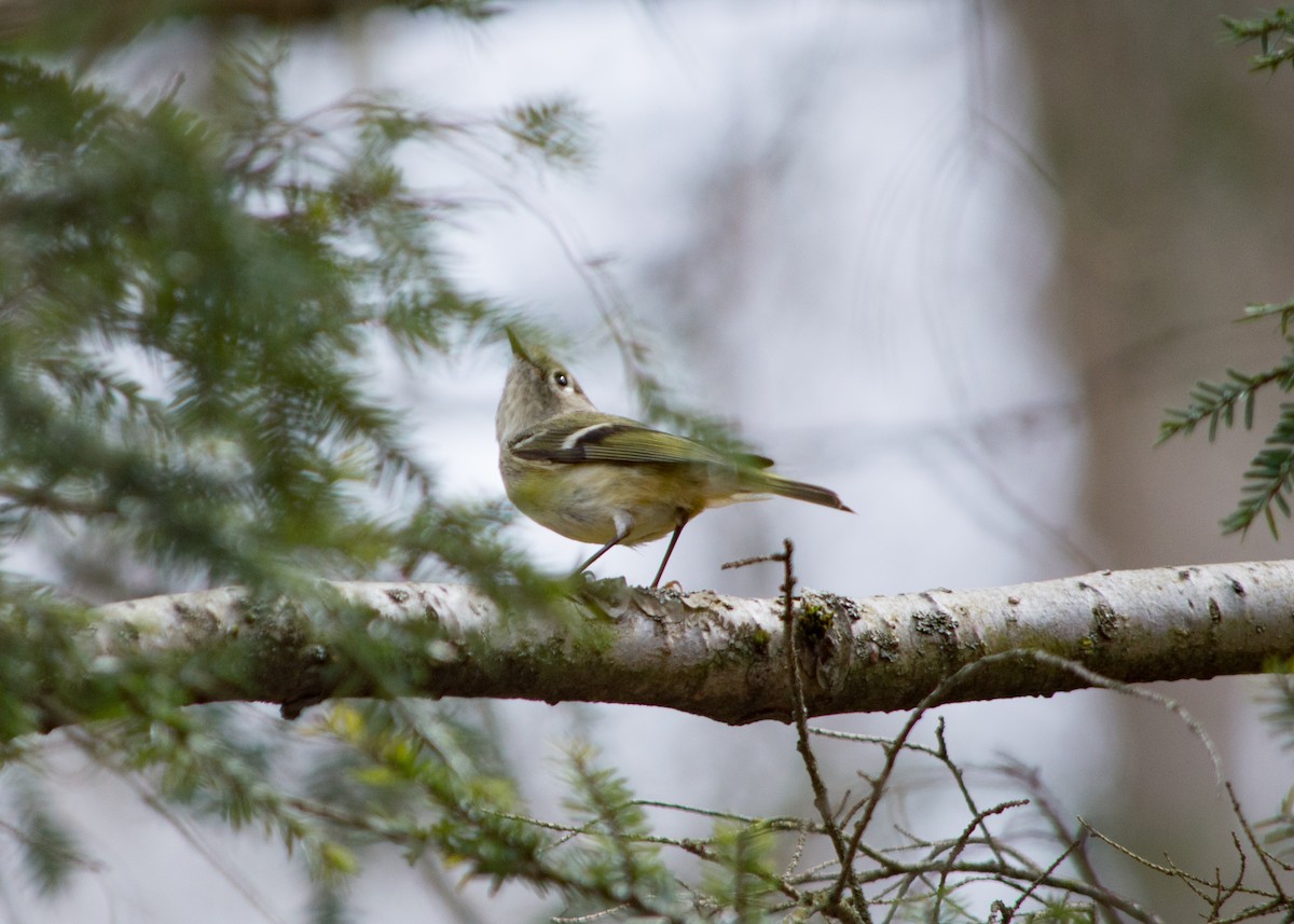 Ruby-crowned Kinglet - Jessica Teal