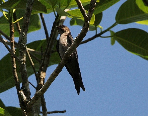 White-thighed Swallow - ML618854142