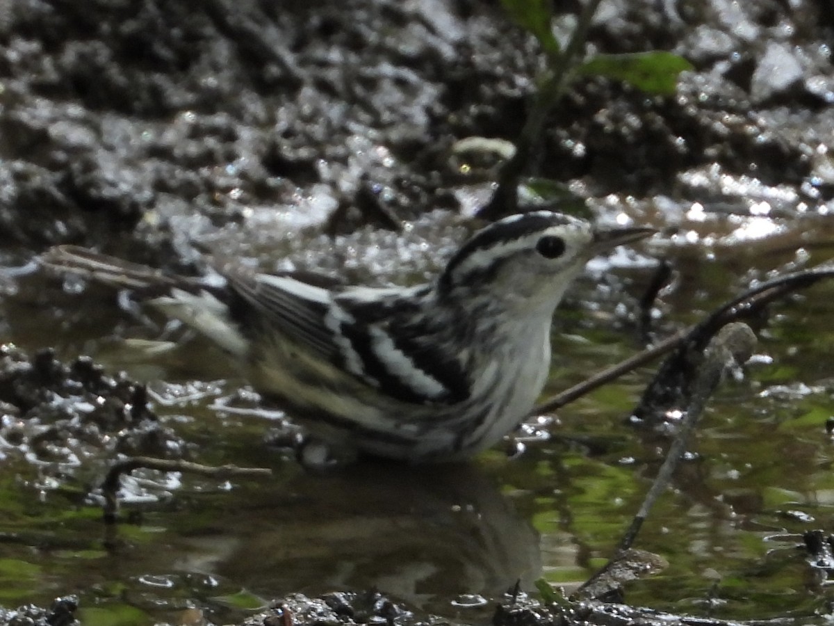Black-and-white Warbler - ML618854145