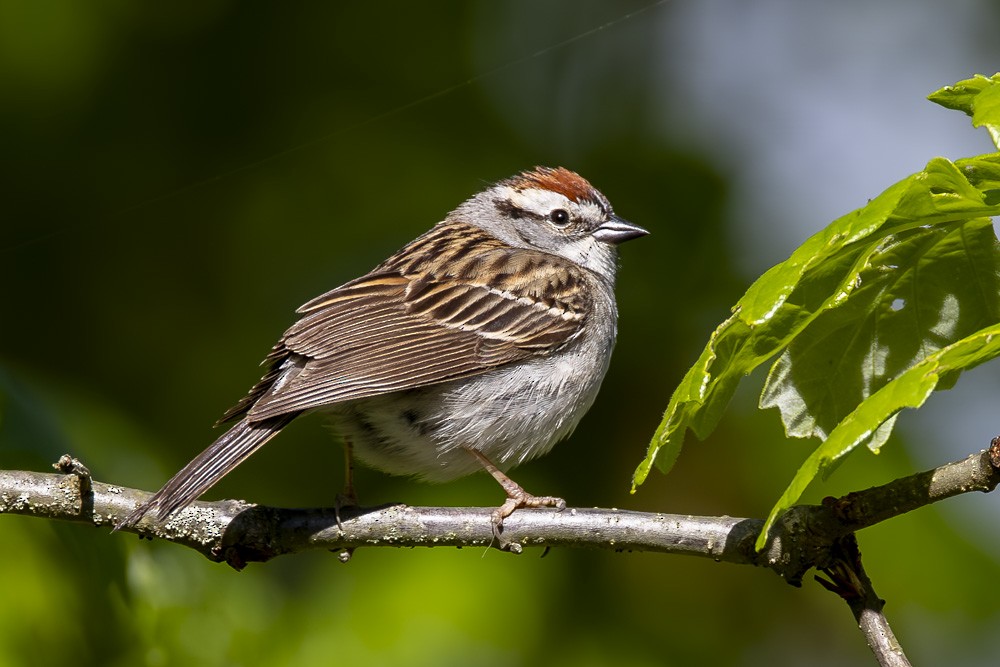 Chipping Sparrow - ML618854149