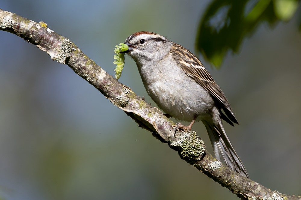 Chipping Sparrow - ML618854150