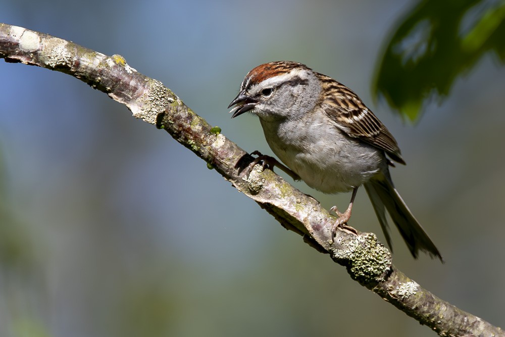 Chipping Sparrow - ML618854152