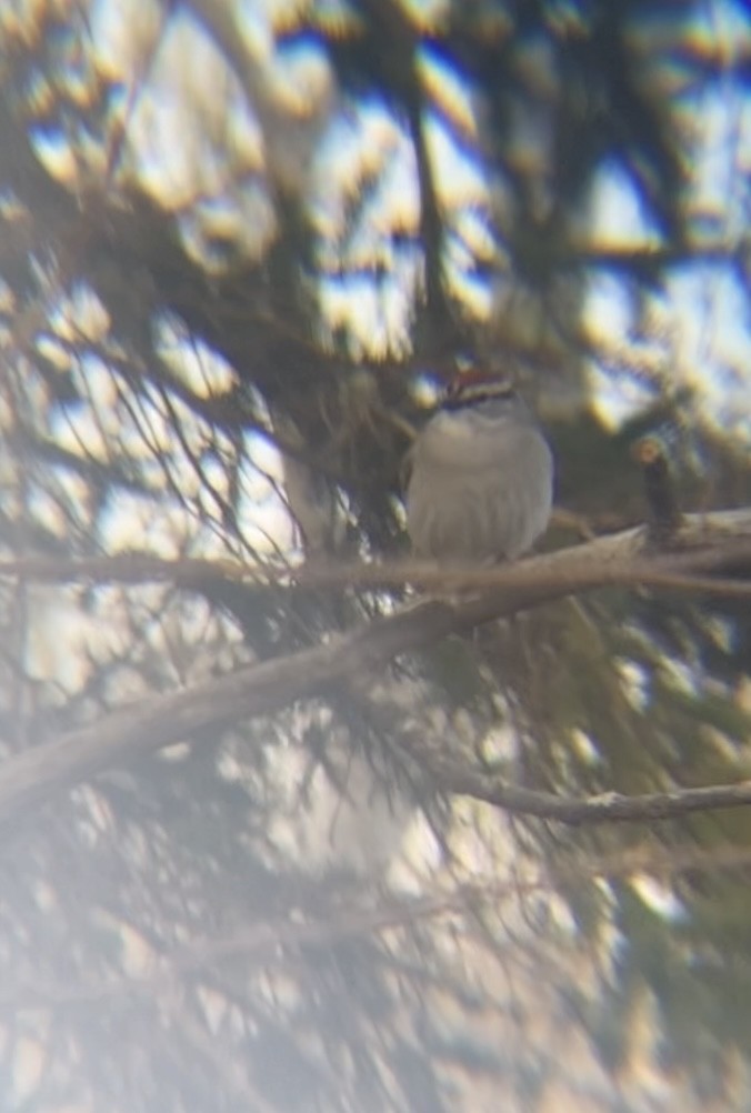 Chipping Sparrow - Zakary L’Abbé-Larivière