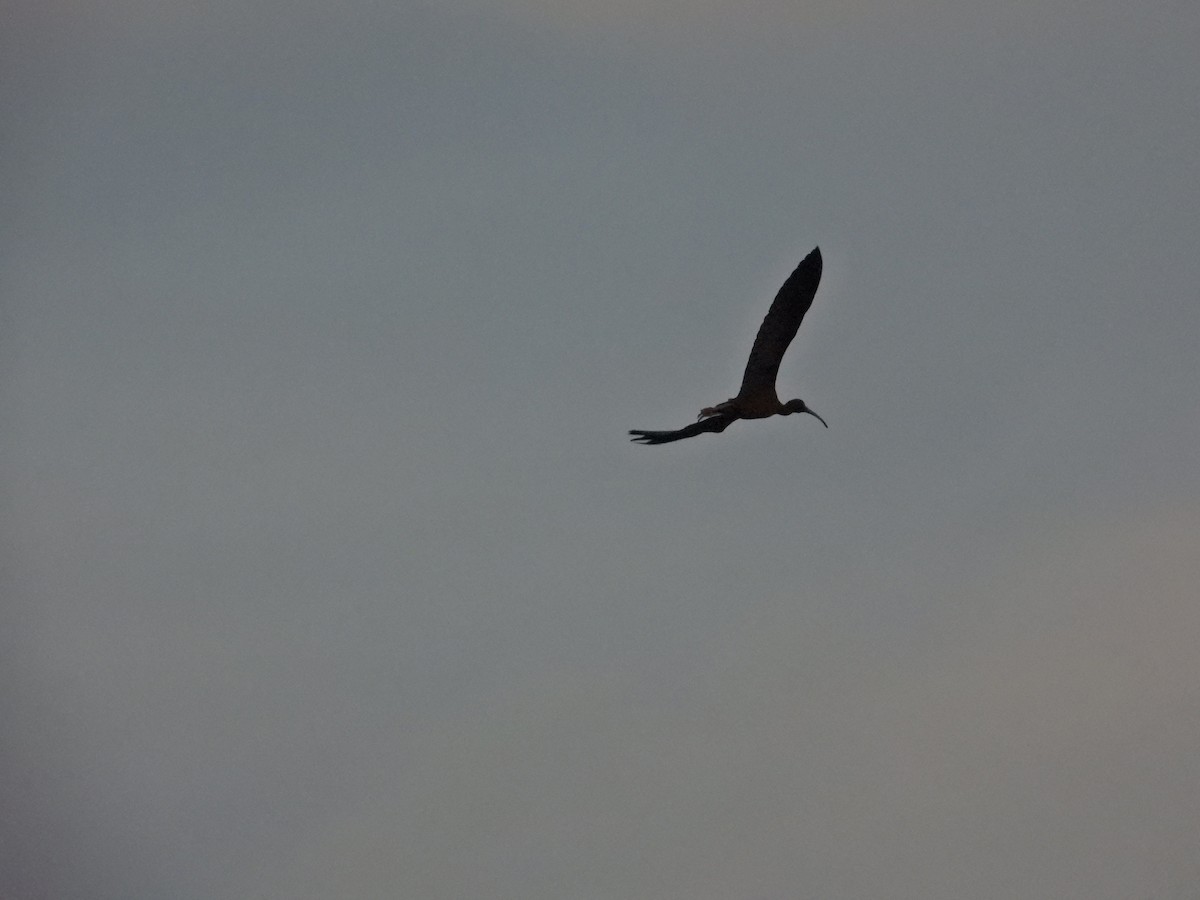 ibis hnědý - ML618854168
