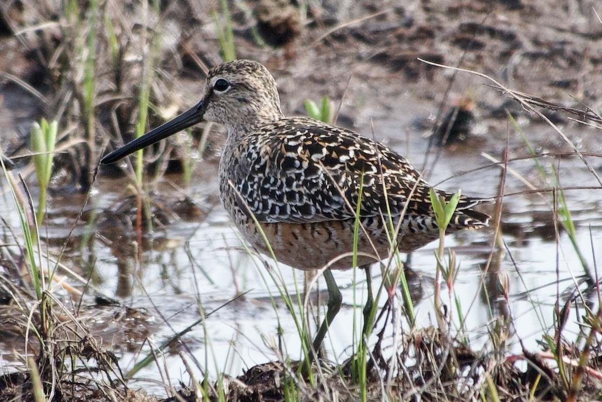 Long-billed Dowitcher - Becky Knight