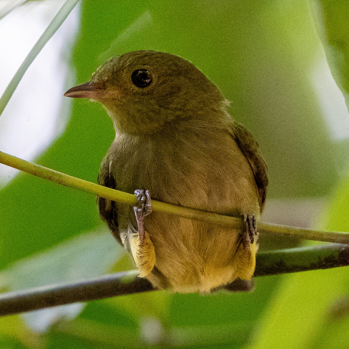 Red-capped Manakin - Anthony Batista