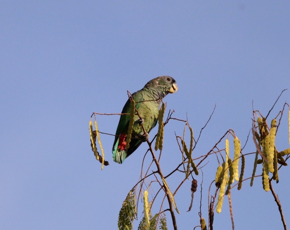 Папуга-червоногуз зеленощокий - ML618854178