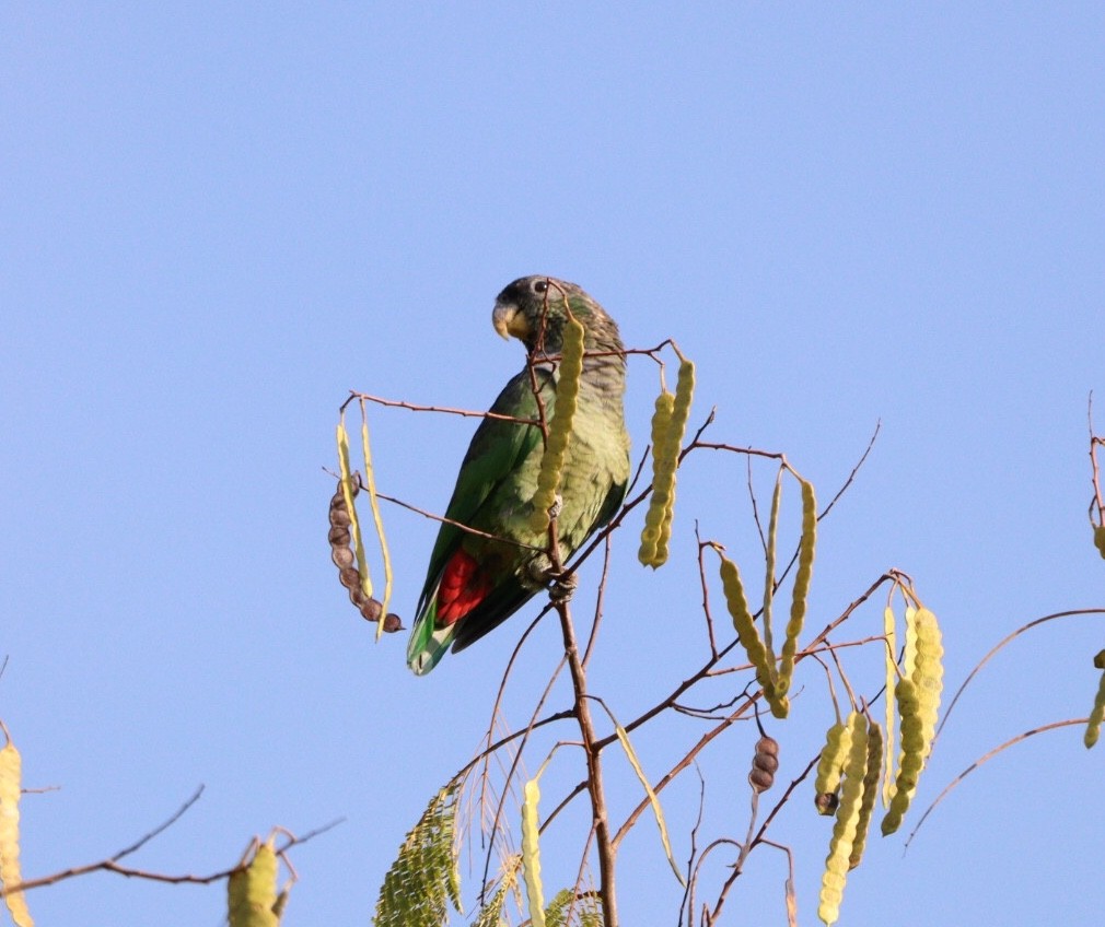 Папуга-червоногуз зеленощокий - ML618854179
