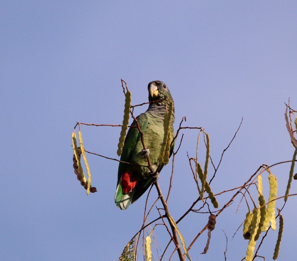 Папуга-червоногуз зеленощокий - ML618854180