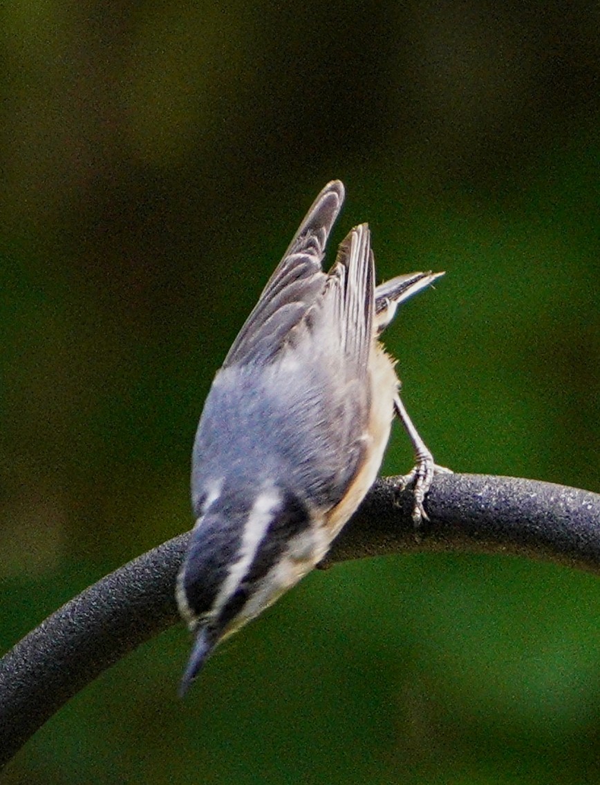 Red-breasted Nuthatch - Pete Rubinas