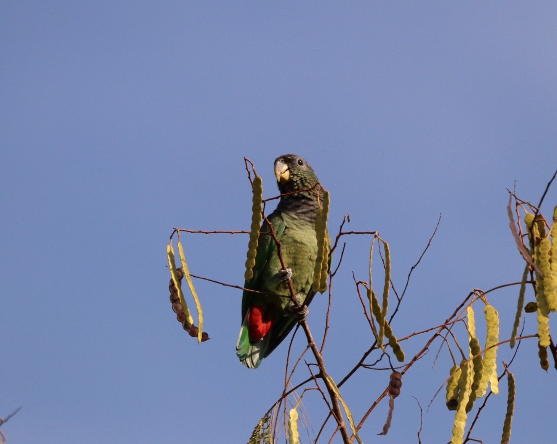 Scaly-headed Parrot - ML618854183