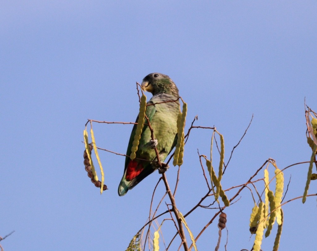 Папуга-червоногуз зеленощокий - ML618854191