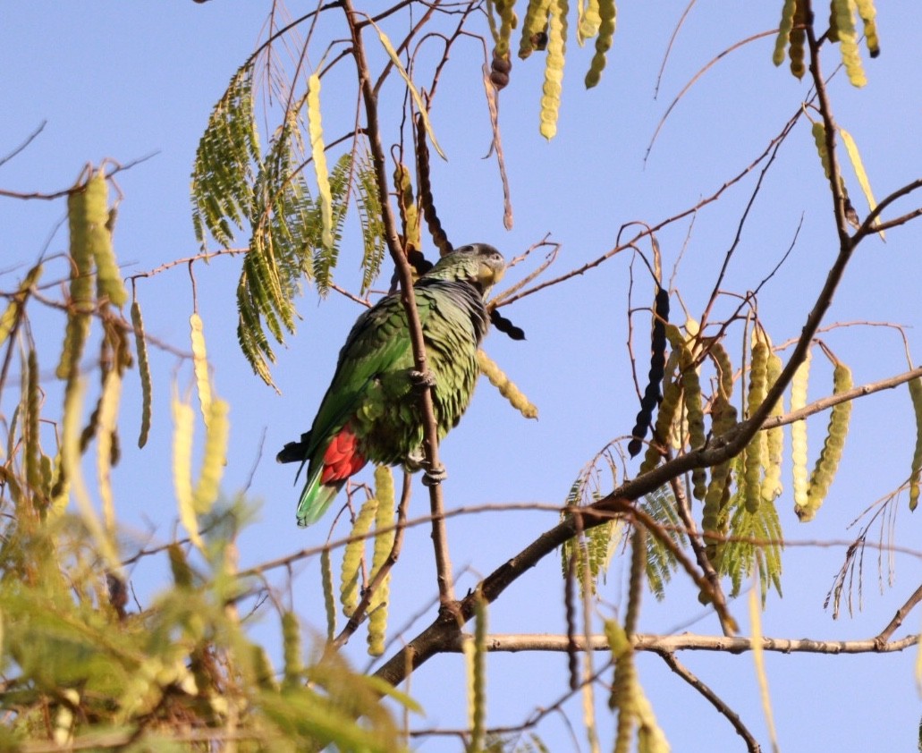 Папуга-червоногуз зеленощокий - ML618854192