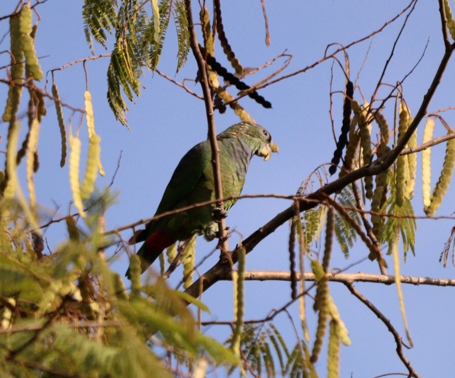 Scaly-headed Parrot - ML618854193