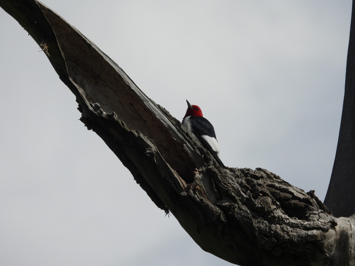 Red-headed Woodpecker - Beth Lenoble