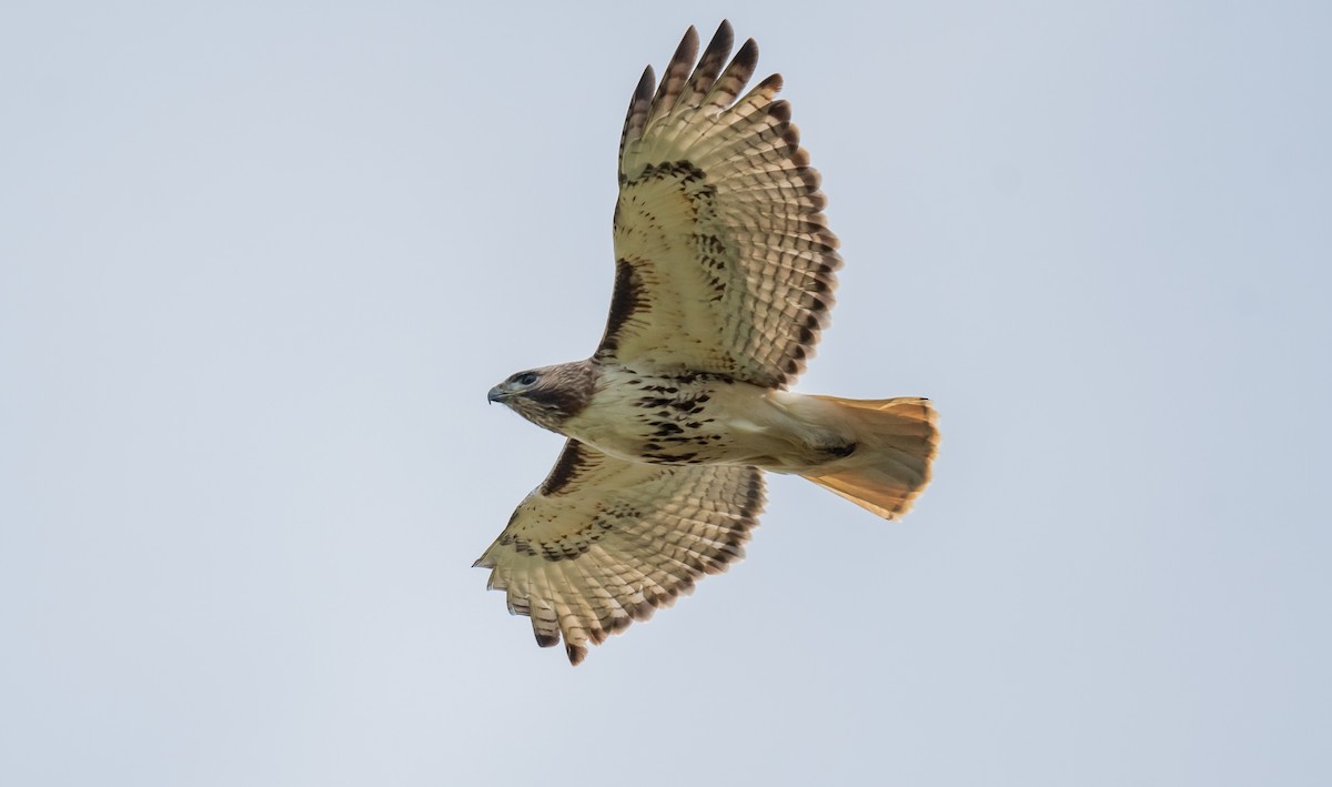 Red-tailed Hawk - ismael chavez