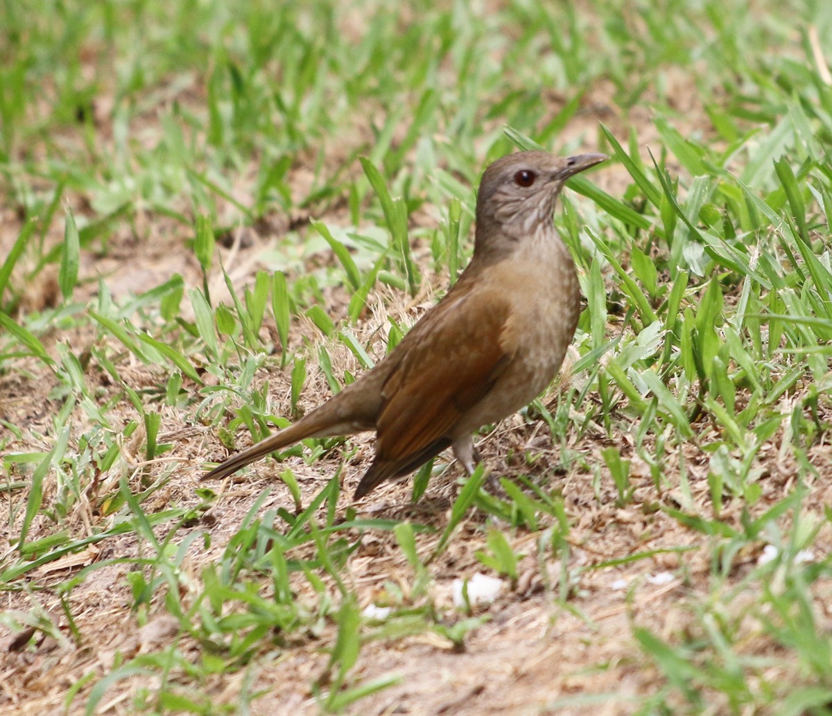 Pale-breasted Thrush - ML618854204