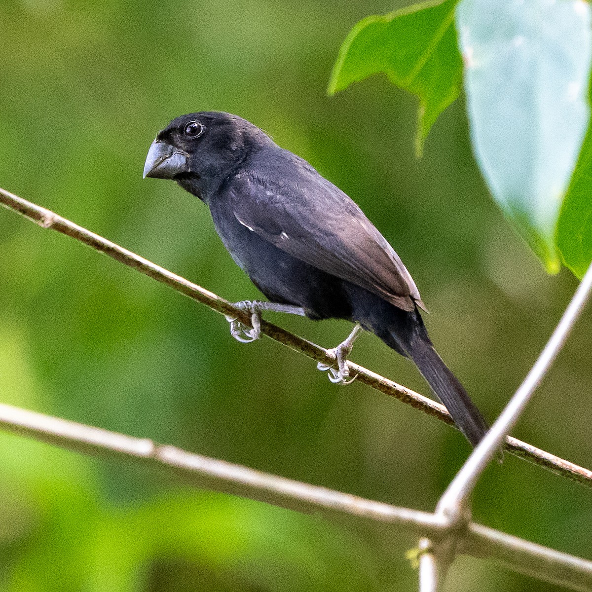 Thick-billed Seed-Finch - ML618854214