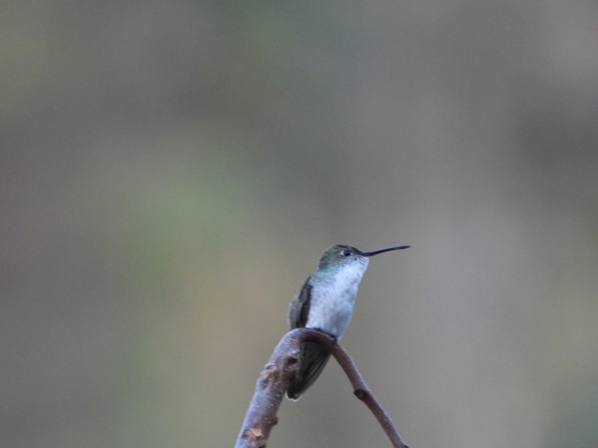 White-bellied Hummingbird - ML618854223