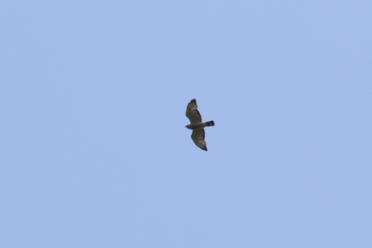 Broad-winged Hawk - ML618854252
