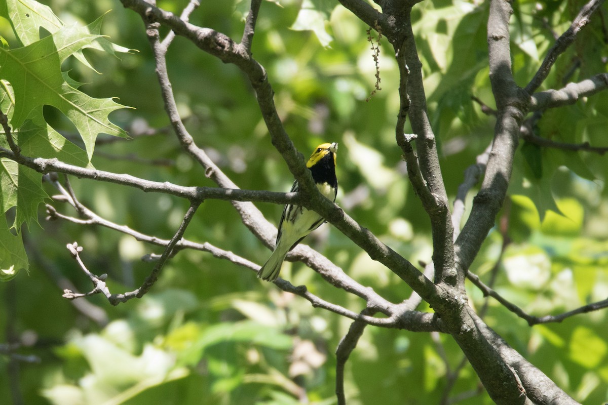 Black-throated Green Warbler - ML618854253