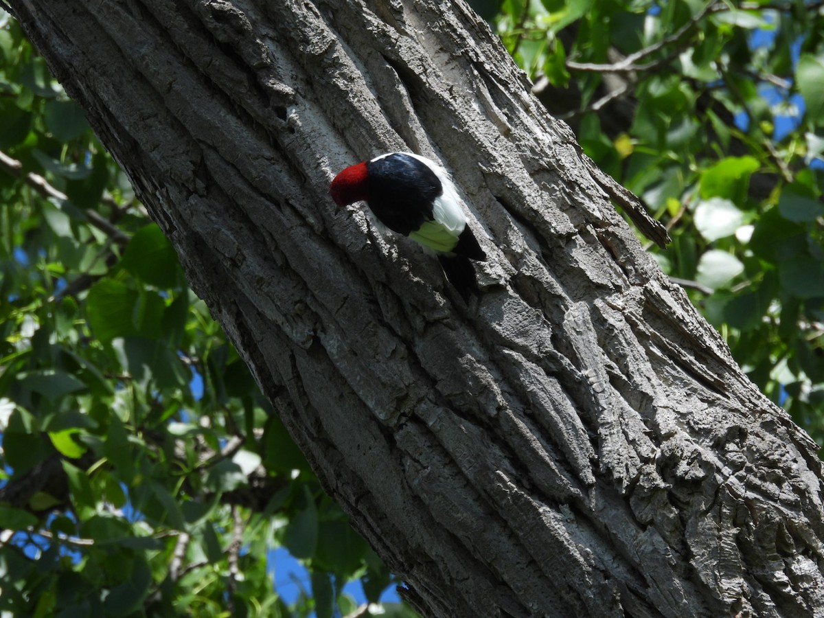 Red-headed Woodpecker - ML618854258