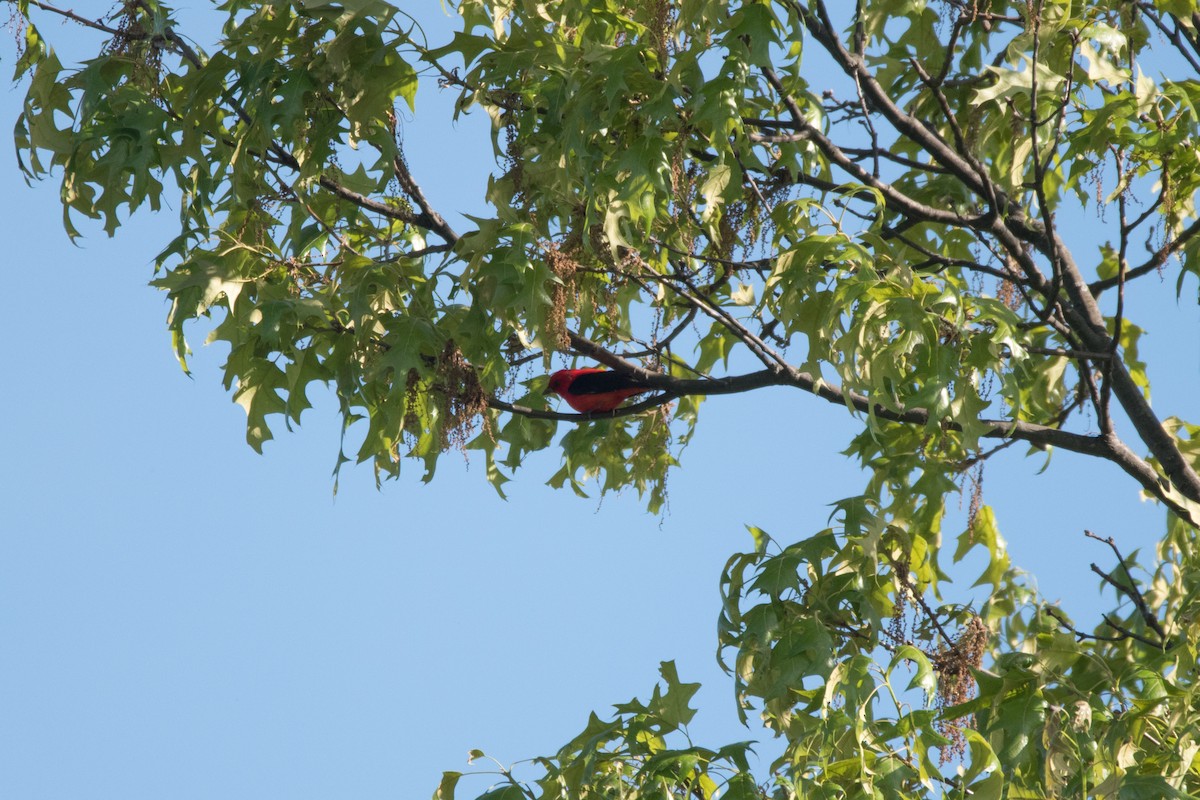 Scarlet Tanager - C  Thorn