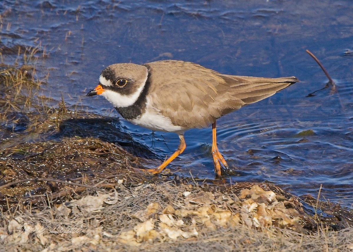 Semipalmated Plover - ML618854274