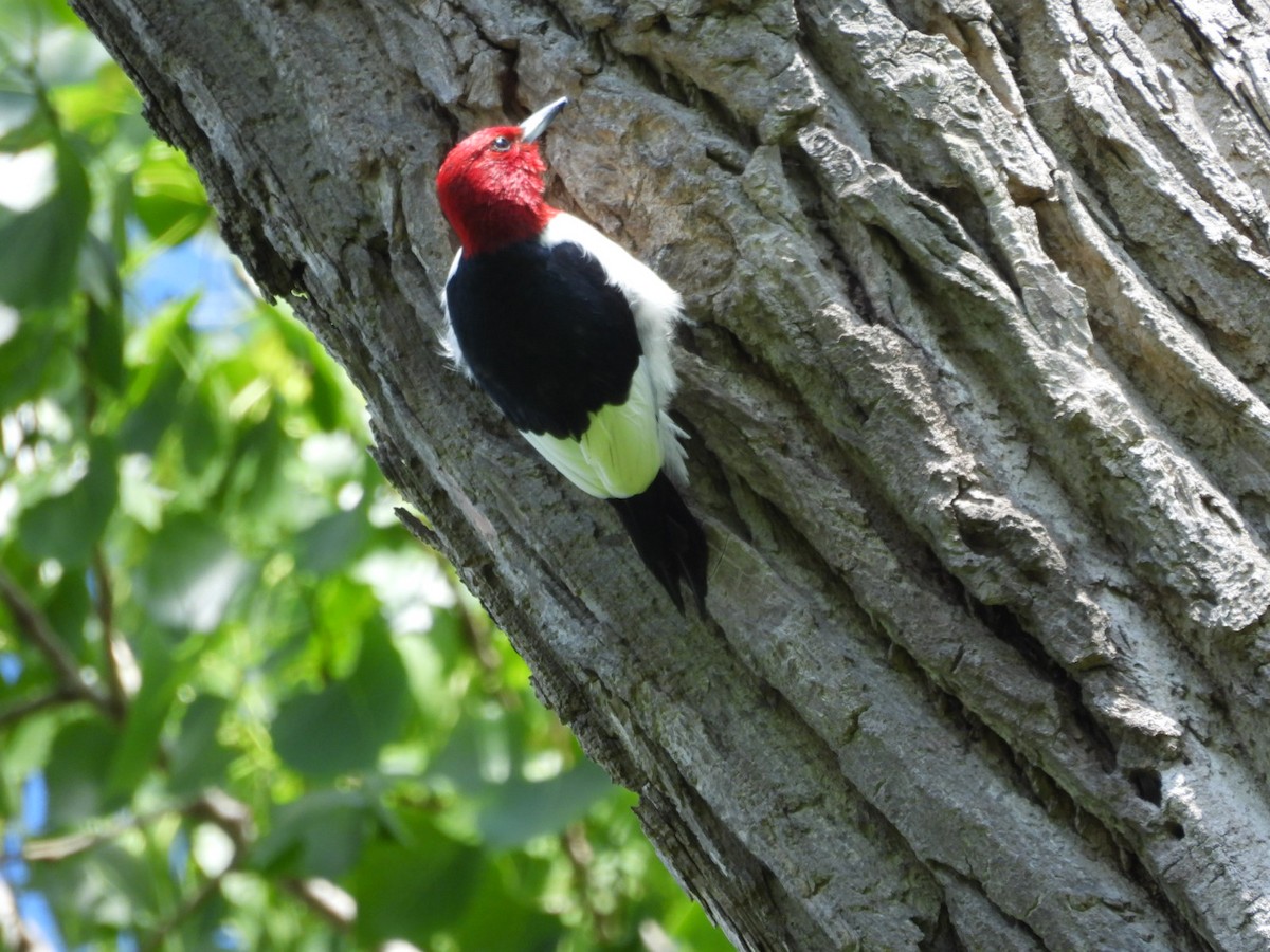 Red-headed Woodpecker - Beth Lenoble