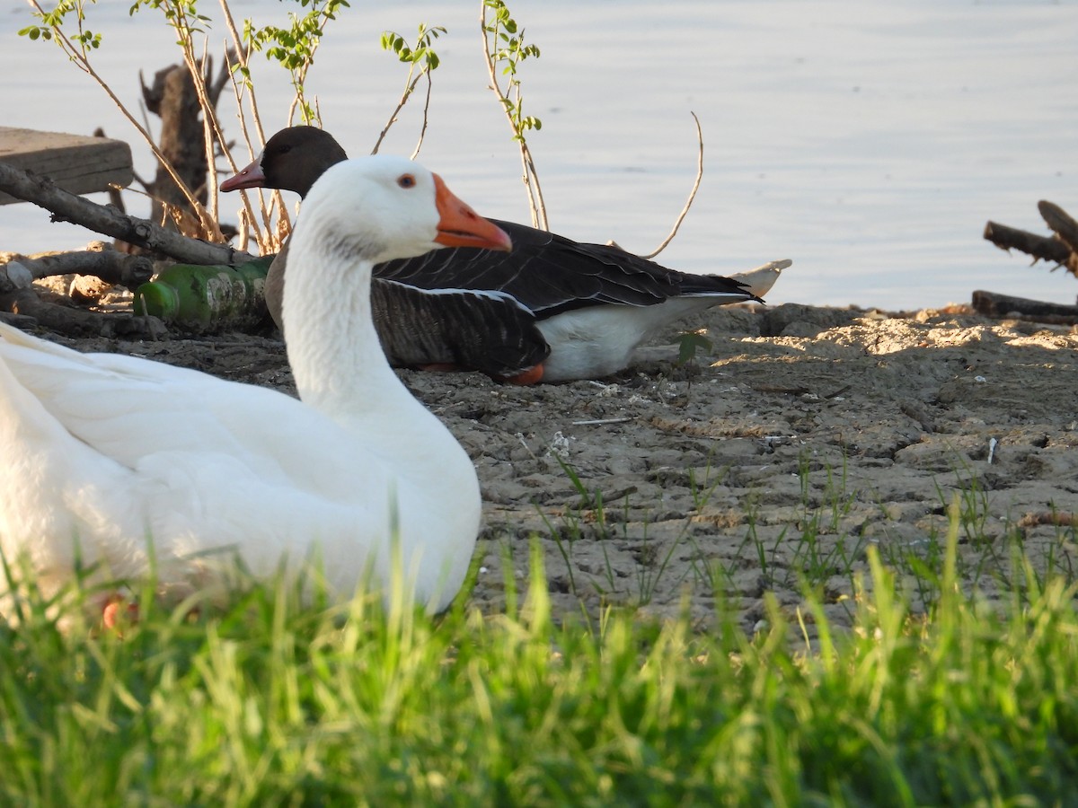 Graylag Goose (Domestic type) - Danka Jaksic