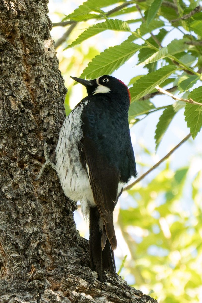 Acorn Woodpecker - Lori Buhlman