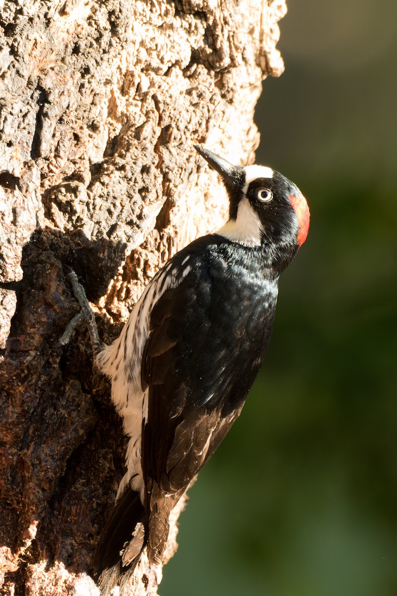 Acorn Woodpecker - Lori Buhlman