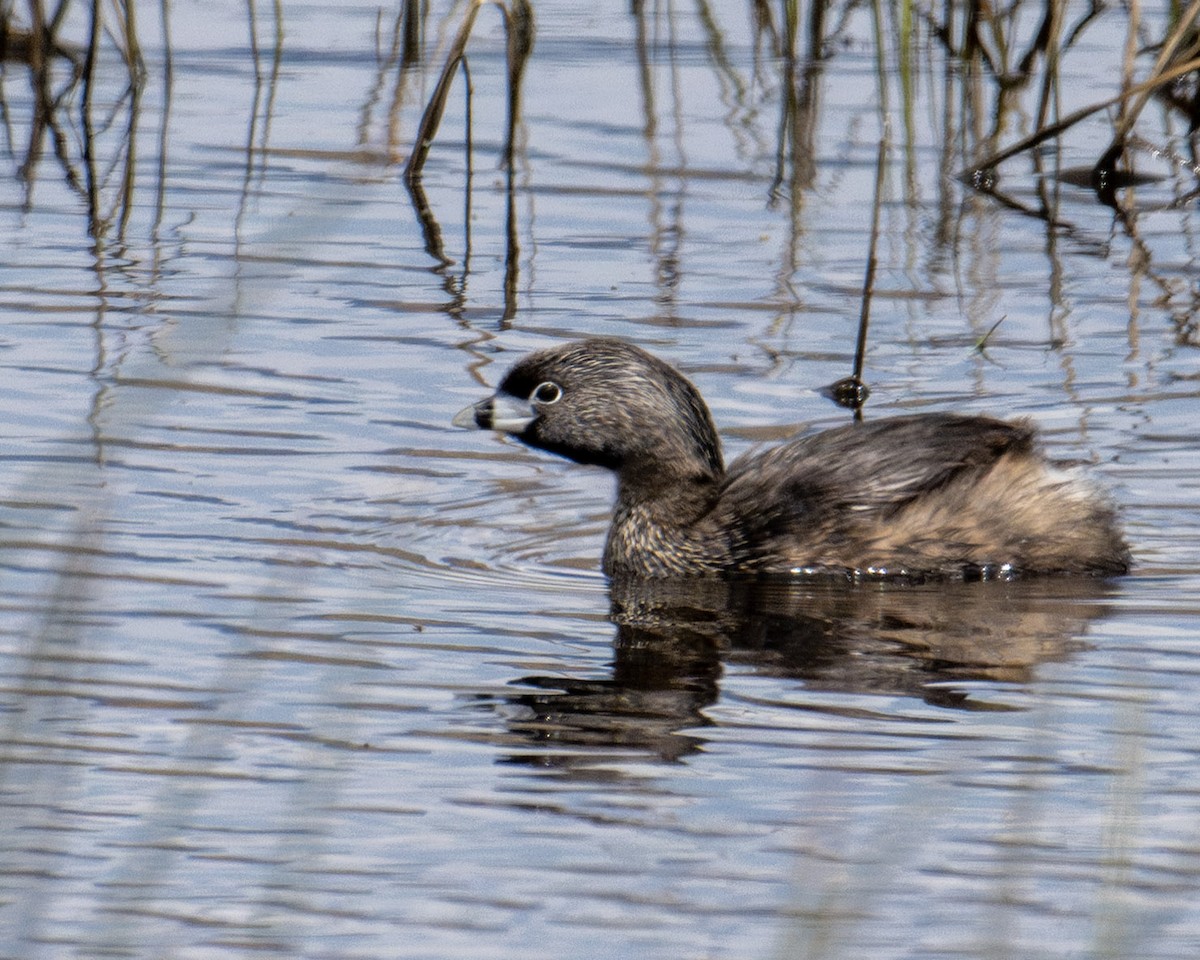 eBird Checklist 11 May 2024 Fruitgrowers ReservoirNorth Road