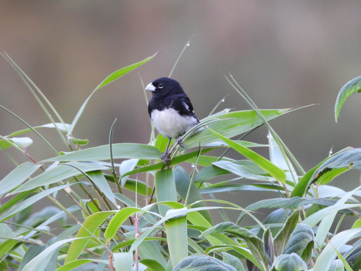Black-and-white Seedeater - ML618854378