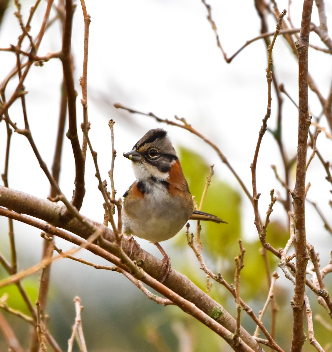 Rufous-collared Sparrow - Luiz Wittmann