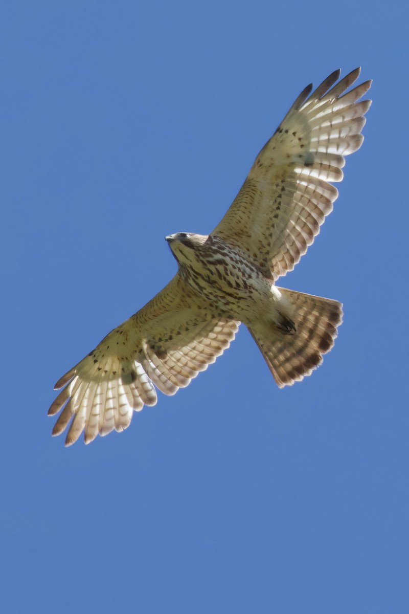 Broad-winged Hawk - ML618854391