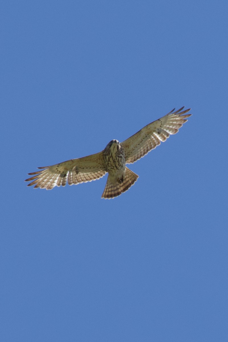 Broad-winged Hawk - ML618854392